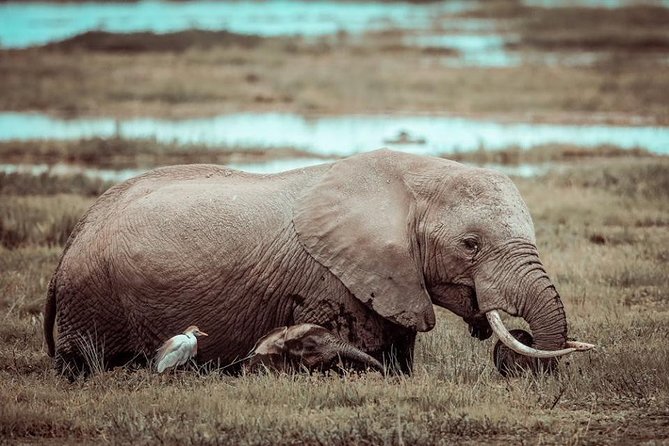 3-Day Samburu Luxury Safari - Is $1,397.06 per person good value?