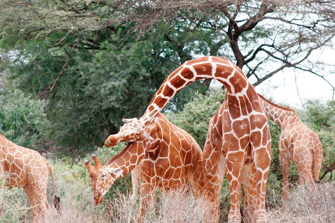 3-Day Samburu Luxury Safari - The practical limits of three days