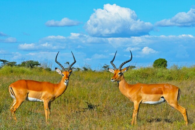 3 Day Samburu Safari - The vehicle, guide, and private format