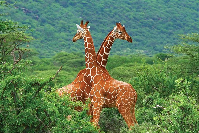 3 Day Samburu Safari - Day 1: Nairobi to Samburu and the 3:30 pm game drive