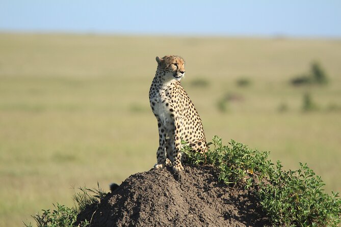 3-Day Sweetwaters: Ol Pejeta Conservancy Safari from Nairobi - What the $1,460 price really covers