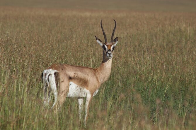 3-Day Sweetwaters: Ol Pejeta Conservancy Safari from Nairobi - The private format and practical comfort