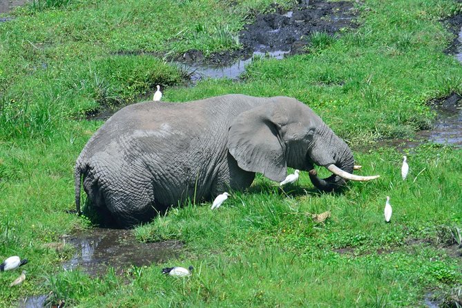3 Day Tour to Amboseli Tsavo West & East to Mombasa/Diani/Nairobi - Day 1: Nairobi to Amboseli and an afternoon in elephant country