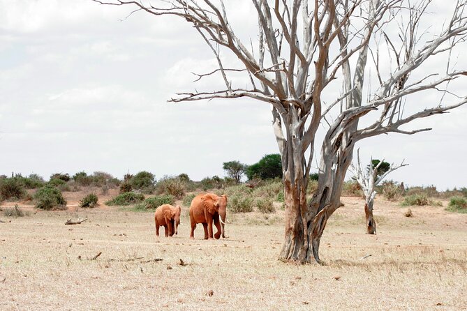 3-Day Tsavo East and Tsavo West Safari - Day three: Mzima Springs before the Nairobi transfer