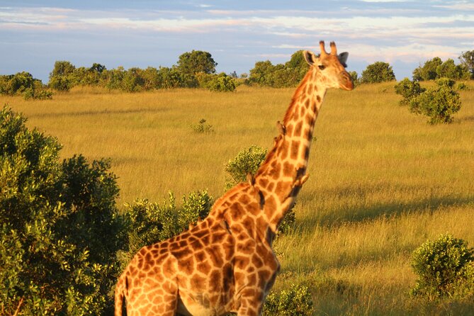 3-Day Tsavo East and Tsavo West Safari - Wildlife: what you may see and what is not promised