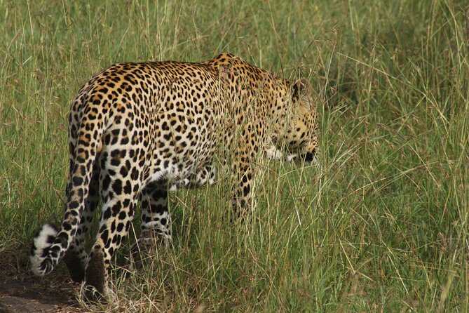 3-Day Tsavo East and Tsavo West Safari - Accommodation and meal coverage