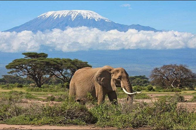 3-Days 2 Night Amazing Amboseli Experience. - Who will enjoy this safari most