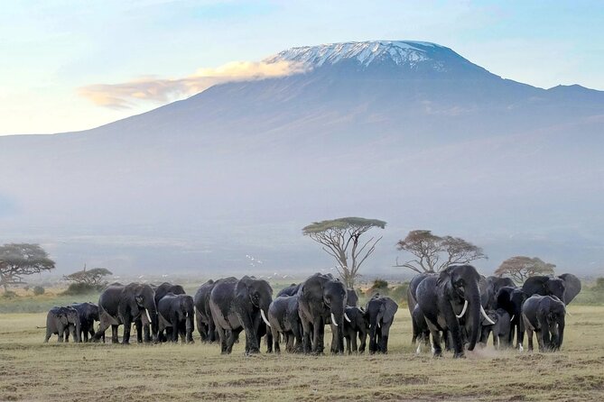 3 Days 2 Nights Amboseli National Park Tour - Day 2: The full Amboseli wildlife day