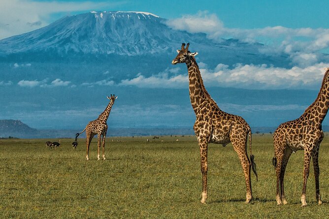 3 Days 2 Nights Amboseli National Park Tour - Day 3: A final drive before returning to Nairobi