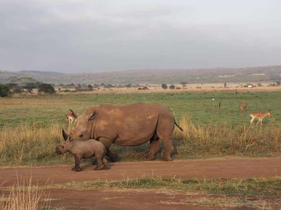 3 Days, 2 Nights Amboseli Park And Masai Village Experience - Day 2: Observation Hill and a full day in the park