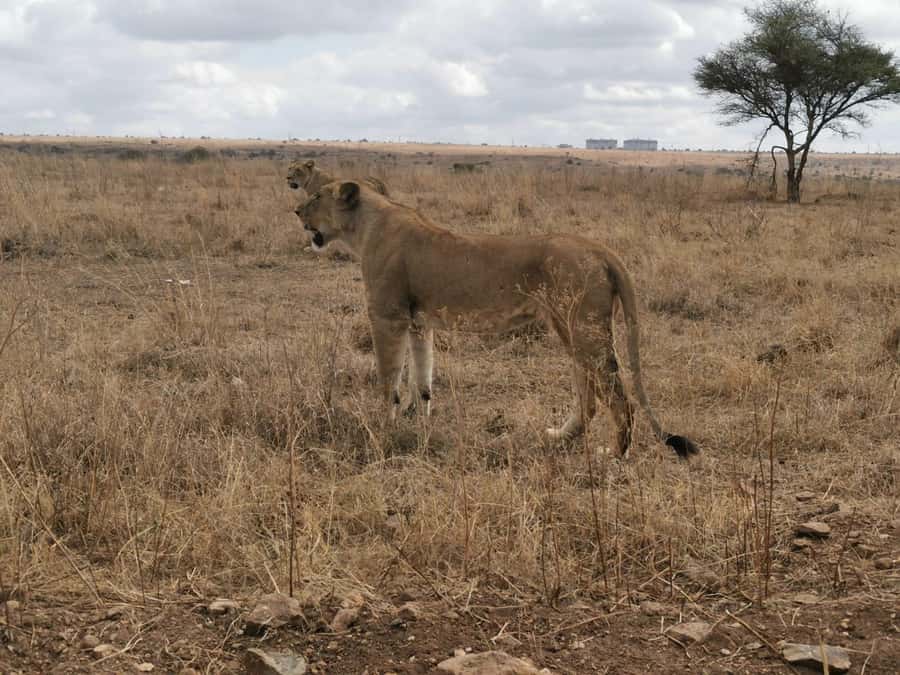 3 Days, 2 Nights Amboseli Park And Masai Village Experience - Day 3: One last game drive before Nairobi