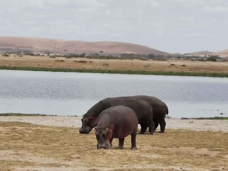 3 Days, 2 Nights Amboseli Park And Masai Village Experience - Day 1: From Nairobi to Amboseli by road