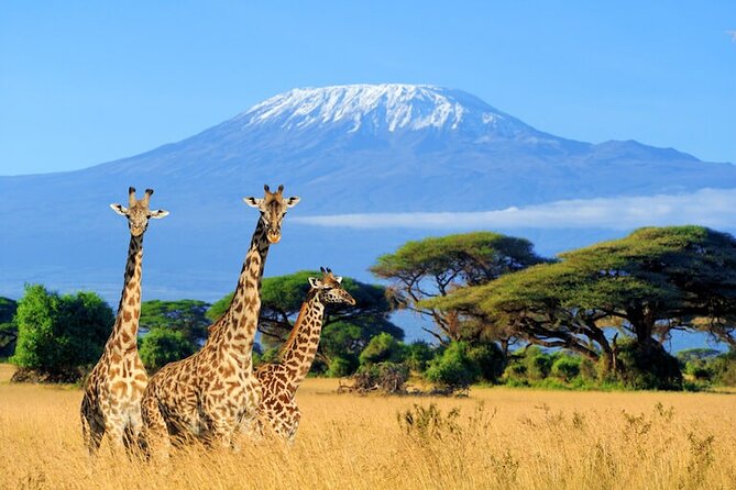 3 Days 2 Nights Amboseli Safari - The Maasai community visit and the human side of the trip