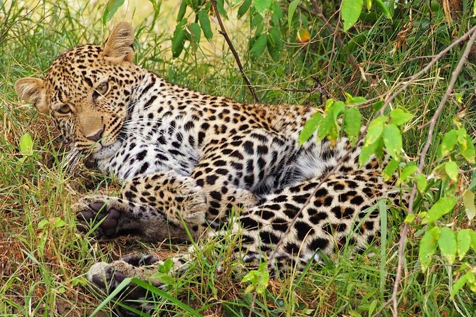 3 days 2 nights budget group safari to Maasai Mara National Reserve - What $195.56 really buys you