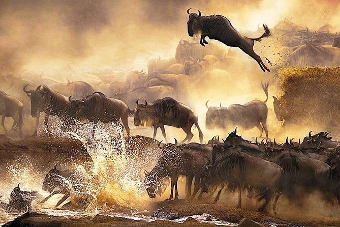 3 days 2 nights budget group safari to Maasai Mara National Reserve - Transport, group size, and comfort