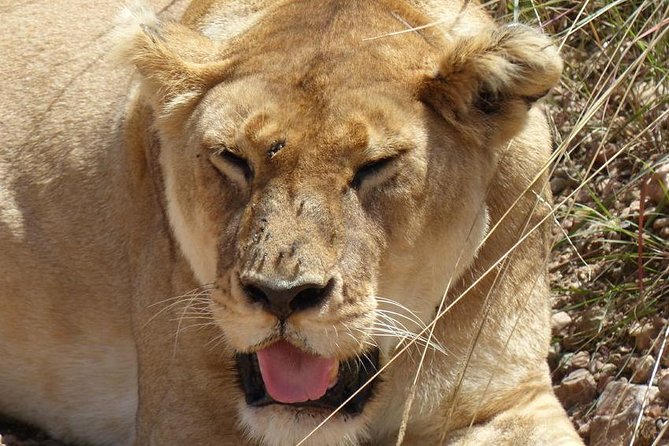 3 days 2 nights budget group safari to Maasai Mara National Reserve - Two nights at a budget safari camp