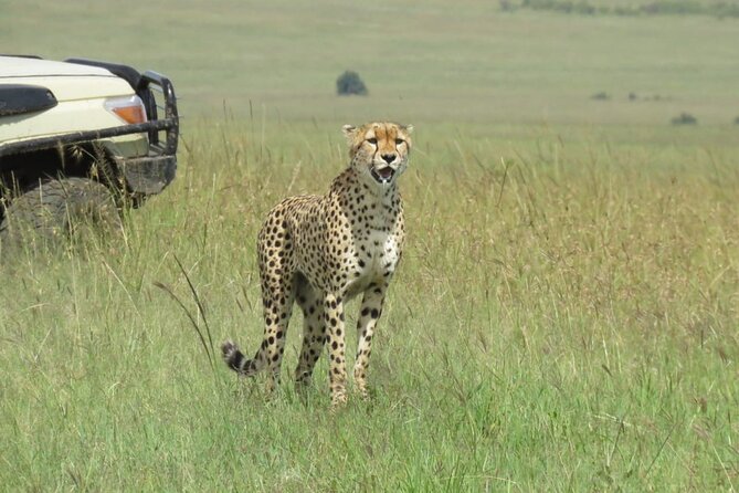 3 Days 2 nights Group joining Midrange Safari Tour in Masai maraa - Why three days is a sensible length for the Mara