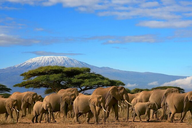 3 Days 2 Nights Joining Tour to Amboseli National Park - Accommodation, meals, and what is covered