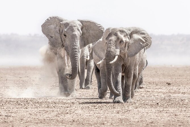 3 Days 2 Nights Joining Tour to Amboseli National Park - Day 3: The return to Nairobi