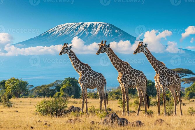 3 Days 2 Nights Joining Tour to Amboseli National Park - The 7:00 am pickup from Nairobi