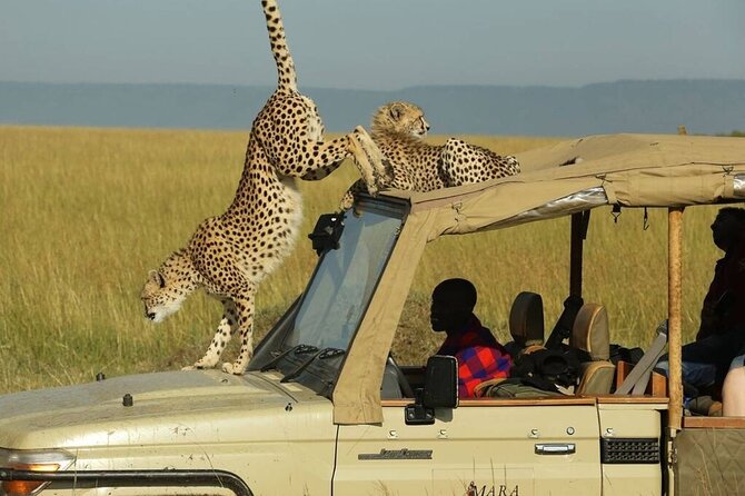 3 Days - 2 Nights Maasai Mara from Nairobi - A full day in the Mara
