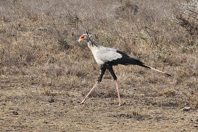 3 Days - 2 Nights Maasai Mara from Nairobi - An early start and the balloon option