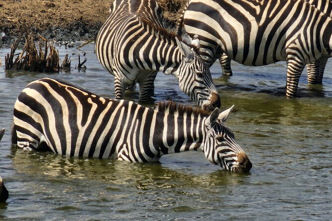 3 Days - 2 Nights Maasai Mara from Nairobi - Booking details worth checking first