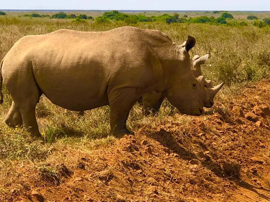 3 Days 2 Nights Maasai Mara Group Joining by landcruiser - What this three-day Maasai Mara safari is really like