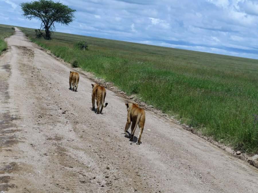 3 Days 2 Nights Maasai Mara Group Joining by landcruiser - The private tent setup at Mara Ntulele Camp