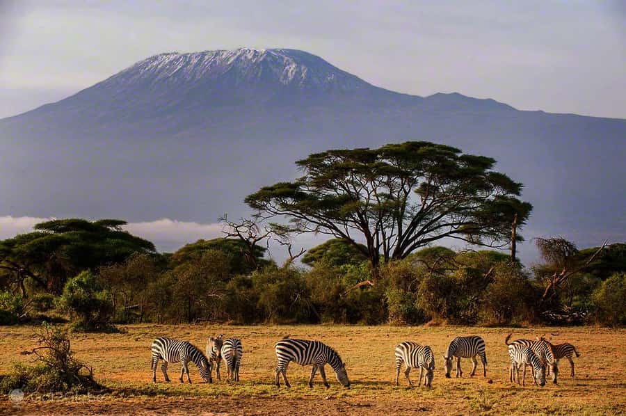 3 Days 2 Nights Maasai Mara Group Joining by landcruiser - Day two: a full wildlife day in the Maasai Mara