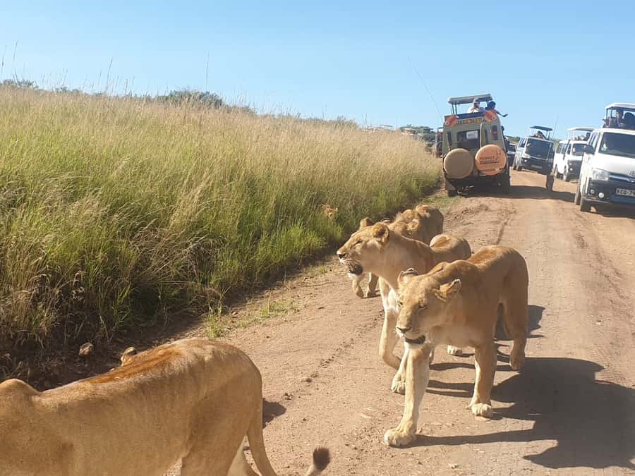 3 Days 2 Nights Maasai Mara Group Joining by landcruiser - The price: attractive at first, but calculate the real total