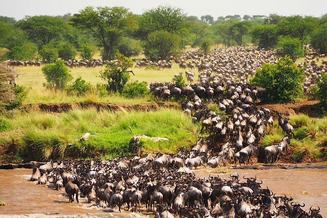 3 Days 2 Nights Maasai Mara Group Safari by 4WD From Nairobi - Key points at a glance