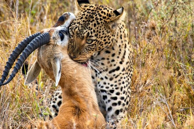 3 Days 2 Nights Maasai Mara Group Safari by 4WD From Nairobi - Understanding the Maasai culture visit