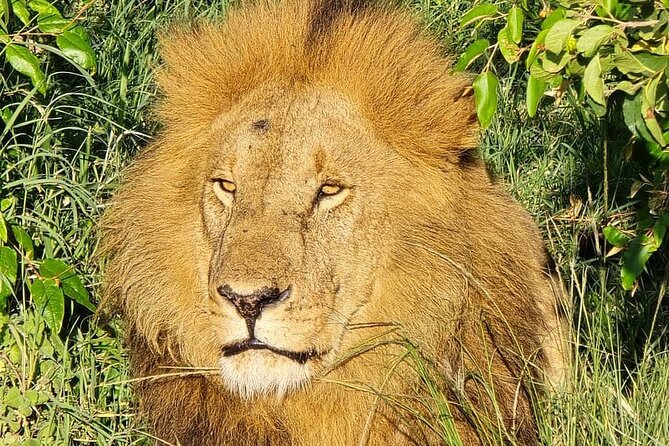 3 Days 2 Nights Maasai Mara Group Safari by 4WD From Nairobi - The final morning and return to Nairobi