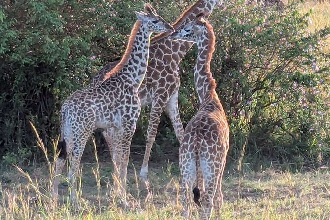 3 Days 2 Nights Maasai Mara Group Safari by 4WD From Nairobi - What the $187 price really covers