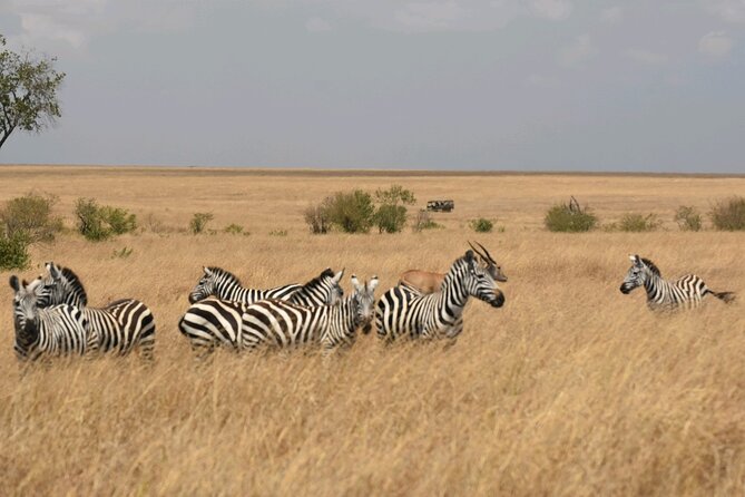 3 Days 2 Nights Maasai Mara Guided Safari Tour - The early final drive and the road back to Nairobi