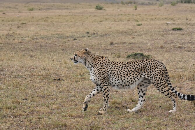 3 Days 2 Nights Maasai Mara Guided Safari Tour - Meeting Maasai hosts near Ololaimutiek
