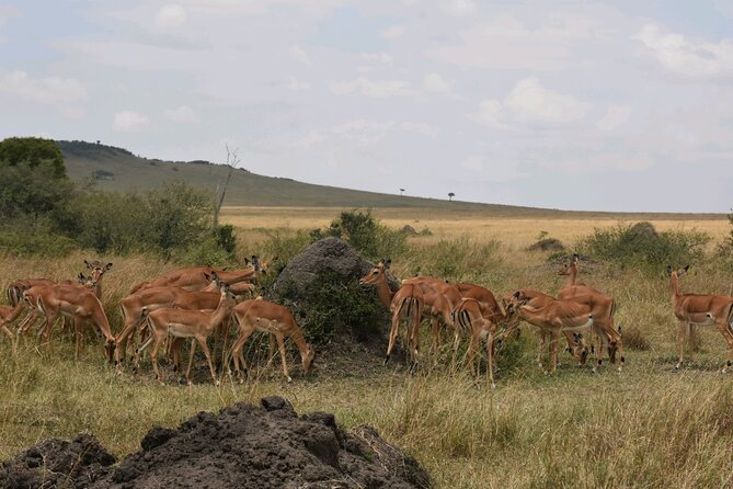 3 Days 2 Nights Maasai Mara Guided Safari Tour - What $1,500 per person really covers
