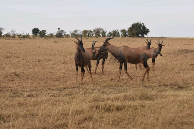 3 Days 2 Nights Maasai Mara Guided Safari Tour - How the private format changes the experience