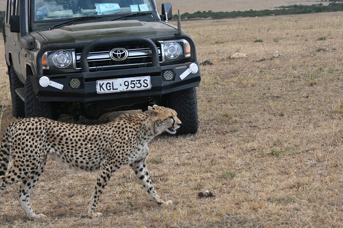 3 Days 2 Nights Maasai Mara Guided Safari Tour - Timing, weather, and cancellation terms