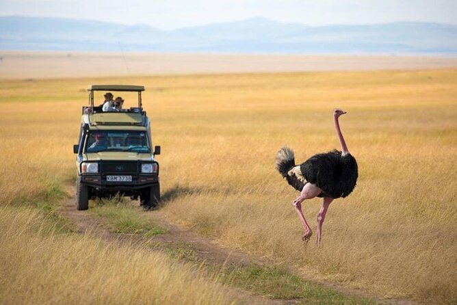 3 days 2 nights Masai Mara Budget safari from Nairobi - Why this budget safari can be good value