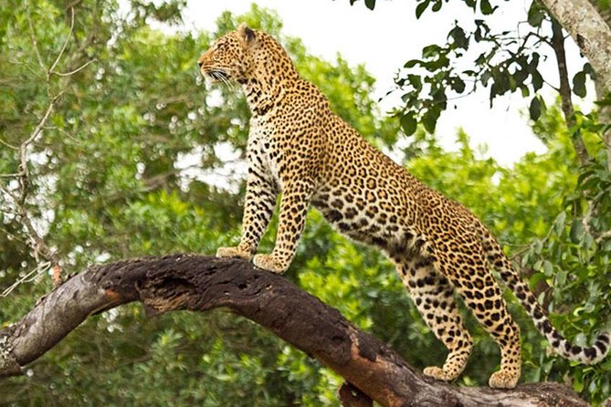 3 days 2 nights Masai Mara Budget safari from Nairobi - The full-day Mara drive and Mara River visit