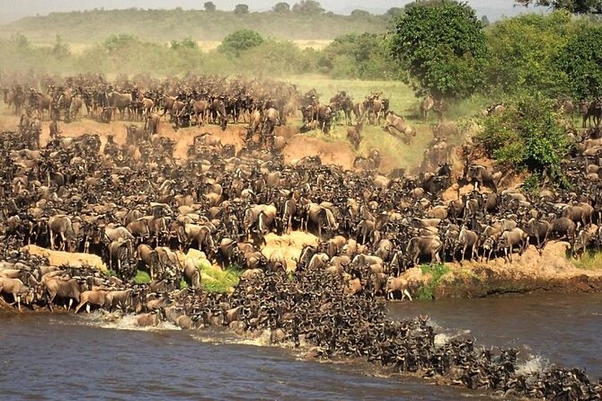 3 days 2 nights Masai Mara Budget safari from Nairobi - What the Big Five promise really means