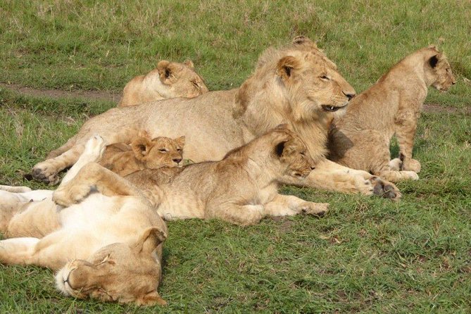 3 days 2 nights Masai Mara Budget safari from Nairobi - The final morning and long return to Nairobi