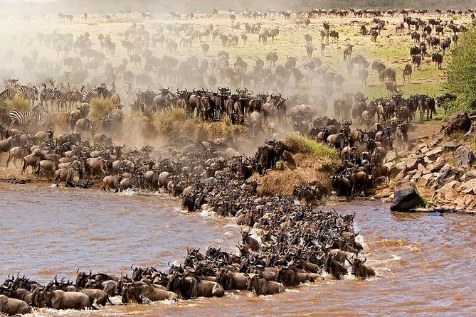 3 days 2 nights Masai Mara Budget safari from Nairobi - Who will enjoy this safari most