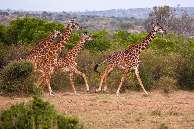 3 Days 2 Nights Masai Mara Joining Safari From Nairobi - Day three: a dawn drive, breakfast, and the road back