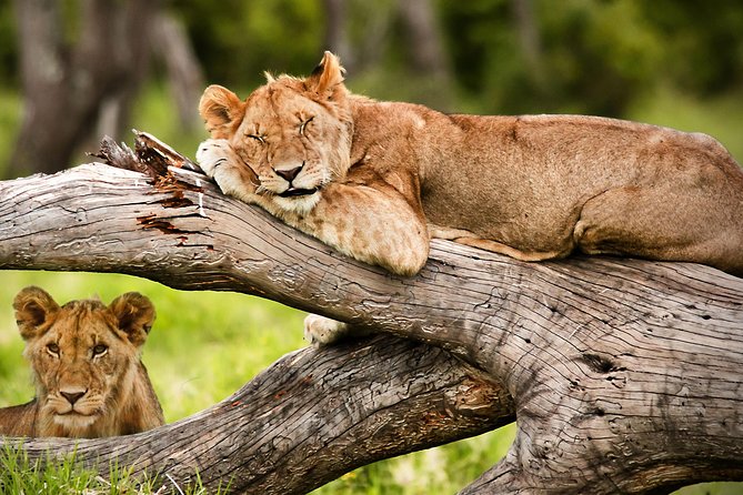 3 Days 2 Nights Masai Mara Joining Safari From Nairobi - Food, camping, and family suitability