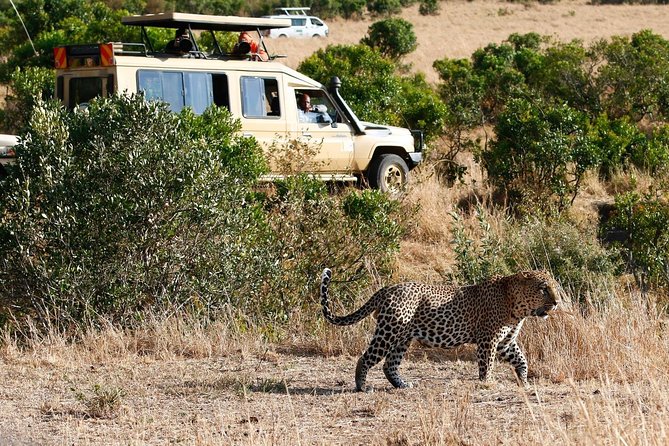 3 Days 2 Nights Masai Mara Joining Safari From Nairobi - How this safari compares with a private trip