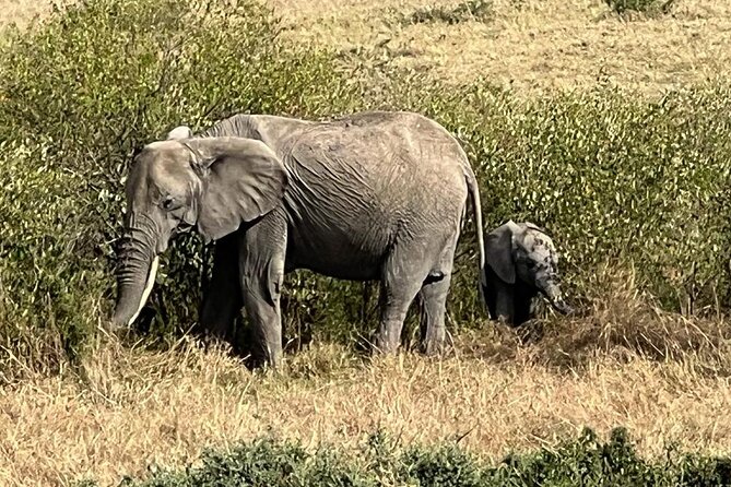 3 Days, 2 Nights Masai Mara Road Package - Day 1: Nairobi to the reserve and an afternoon game drive