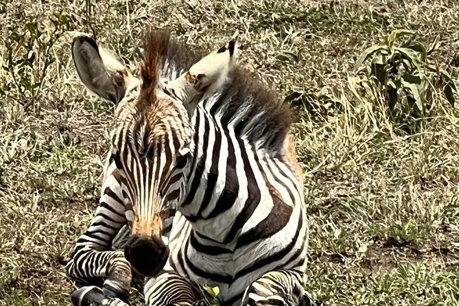 3 Days, 2 Nights Masai Mara Road Package - Day 2: The full safari day earns its place